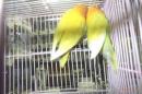 IN-4524　キエリボタンインコ　　雄雌で