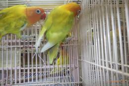 IN-4524　キエリボタンインコ　　雄雌で