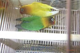 IN-4524　キエリボタンインコ　　雄雌で