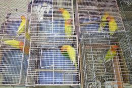 IN-4524　キエリボタンインコ　　雄雌で