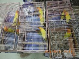 IN-4524　キエリボタンインコ　　雄雌で