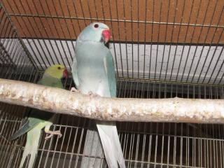 In 2780 ワカケホンセイインコ 色変わりのペア キットウココ ペット部