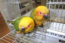 IN-4319　コガネメキシコインコ・一人餌　3羽います
