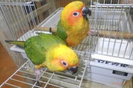 IN-4319　コガネメキシコインコ・一人餌　3羽います