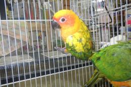 IN-4319　コガネメキシコインコ・一人餌　3羽います