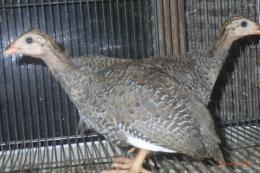TA-961　ホロホロチョウ　ひな鳥