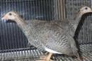 TA-961　ホロホロチョウ　ひな鳥