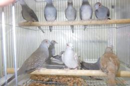 KOT-2755　薄雪鳩・若　ノーマル1羽の価格