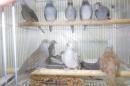KOT-2755　薄雪鳩・若　ノーマル1羽の価格