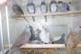 KOT-2755　薄雪鳩・若　ノーマル1羽の価格
