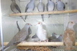 KOT-2755　薄雪鳩・若　ノーマル1羽の価格