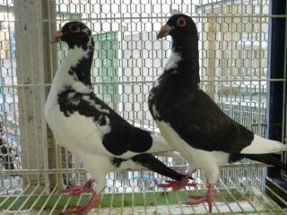 HT-608 大柄な鳩 1羽の価格 | キットウココ ペット部