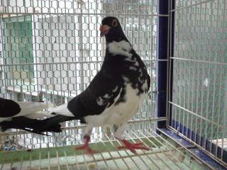 鳩 レース鳩｜種鳩紹介｜輸入系2｜山形のモアクロフト