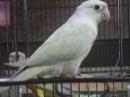 IN-4320　ウロコインコ・ムーンチーク手乗り更新