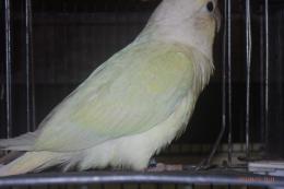 IN-4320　ウロコインコ・ムーンチーク手乗り更新