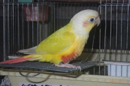 IN-4321　ウロコインコ・サンチーク手乗り更新