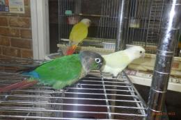 IN-4320　ウロコインコ・ムーンチーク手乗り更新