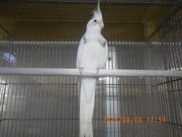 IN-4322　HFWオカメインコのヘビーパイド　♂