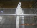 IN-4322　HFWオカメインコのヘビーパイド　♂
