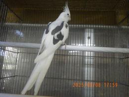 IN-4322　HFWオカメインコのヘビーパイド　♂