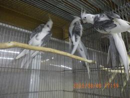 IN-4323 　HFWオカメインコ　若