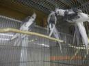 IN-4323 　HFWオカメインコ　若