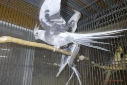IN-4323 　HFWオカメインコ　若
