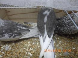 IN-4323 　HFWオカメインコ　若