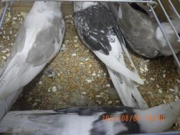 IN-4323 　HFWオカメインコ　若