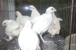 TA-963　コリンウズラの白　オスメス無判別の幼鳥
