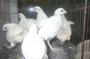 TA-963　コリンウズラの白　オスメス無判別の幼鳥