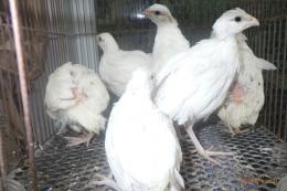 TA-963　コリンウズラの白　オスメス無判別の幼鳥