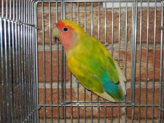 コザクラインコ　剥製 IN-1553 色変わりコザクラインコ・雄パイド | キットウココ ペット部