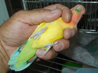 コザクラインコ　剥製 セキセイインコ 剥製（イエロー） - 頭骨・骨格標本・剥製販売