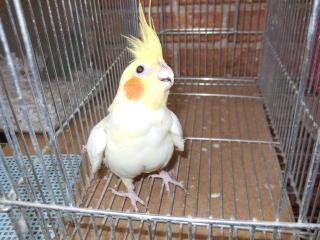 オカメインコ IN-1555 色変わりオカメインコ パイド 雄(訳あり