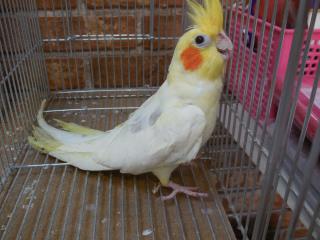 オカメインコ IN-1555 色変わりオカメインコ パイド 雄(訳あり