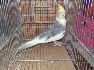 IN-1556 色変わりオカメインコ パイド 雄 | キットウココ ペット部