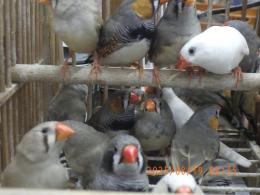 KOT-2757　キンカチョウ・ノーマル　雄雌で