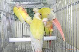 IN-4324　アカオウロコインコの・サンチーク　6月生