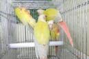 IN-4324　アカオウロコインコの・サンチーク　6月生