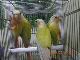 IN-4324　アカオウロコインコの・サンチーク　6月生