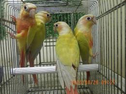 IN-4324　アカオウロコインコの・サンチーク　6月生