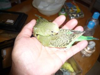 セキセイインコ　a⑥ 木の枝をくわえる 青黄セキセイインコ | アニマル雑貨