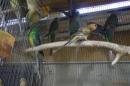 IN-4325　ビセイインコ・ベルギー産　ノーマル系の雄雌で