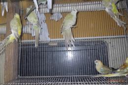 IN-4325　ビセイインコ・ベルギー産　ノーマル系の雄雌で