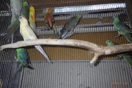 IN-4325　ビセイインコ・ベルギー産　ノーマル系の雄雌で