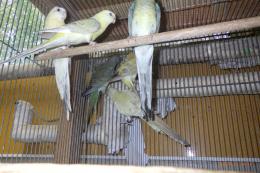 IN-4325　ビセイインコ・ベルギー産　ノーマル系の雄雌で