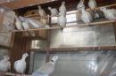 HT-1055　ジュツカケ鳩　1羽の価格