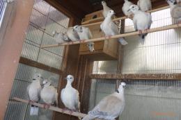 HT-1055　ジュツカケ鳩　1羽の価格