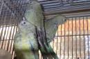 IN-4164　ビセイインコ・ノーマルの若